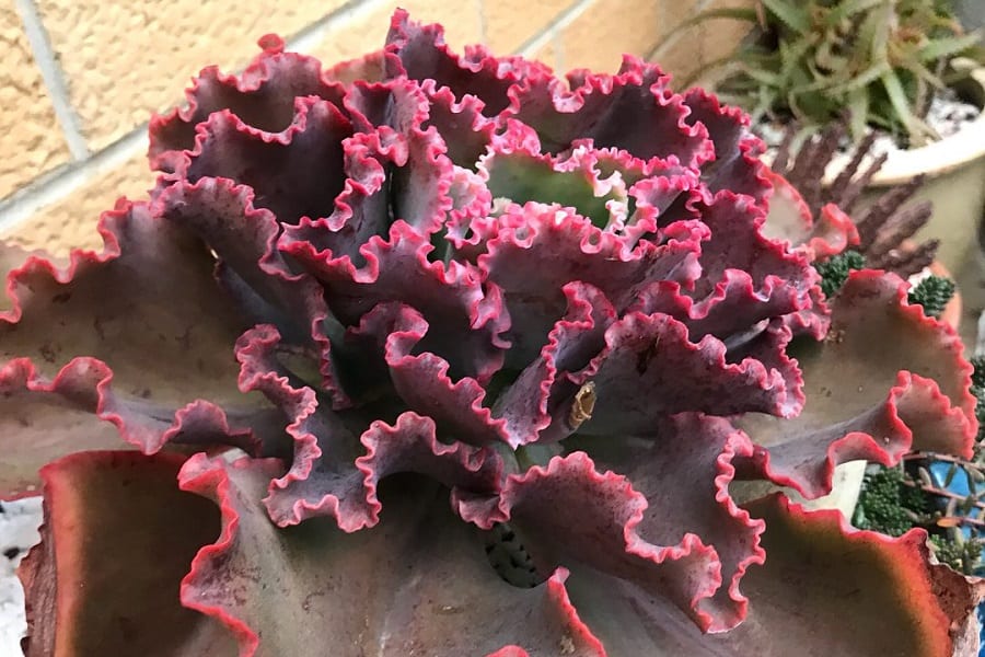 Echeveria Dicks Pink