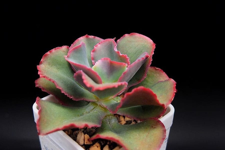 Echeveria Dicks Pink