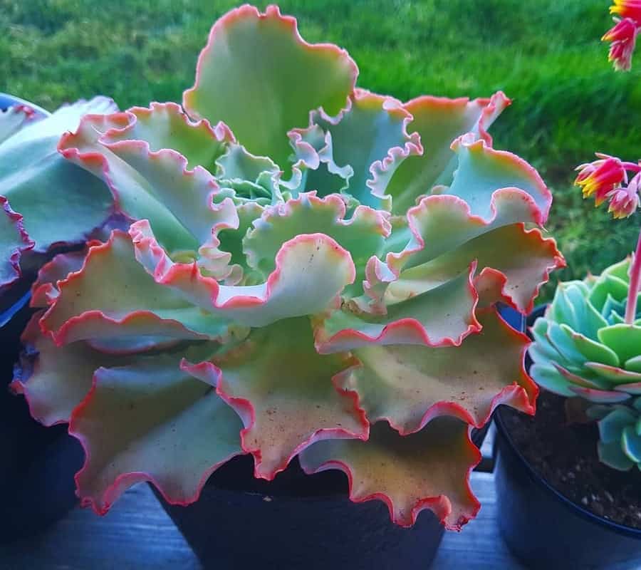echeveria giant blue