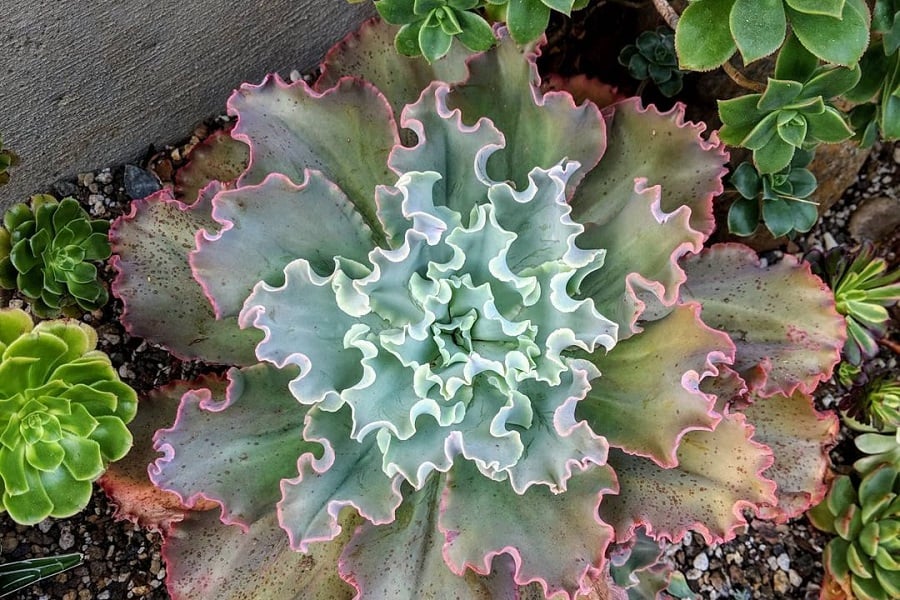 echeveria giant blue