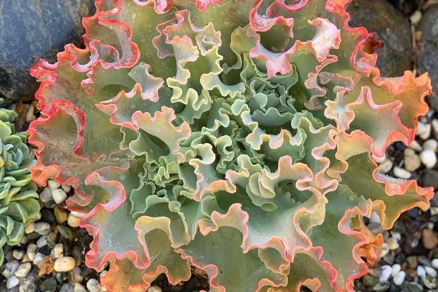 echeveria giant blue