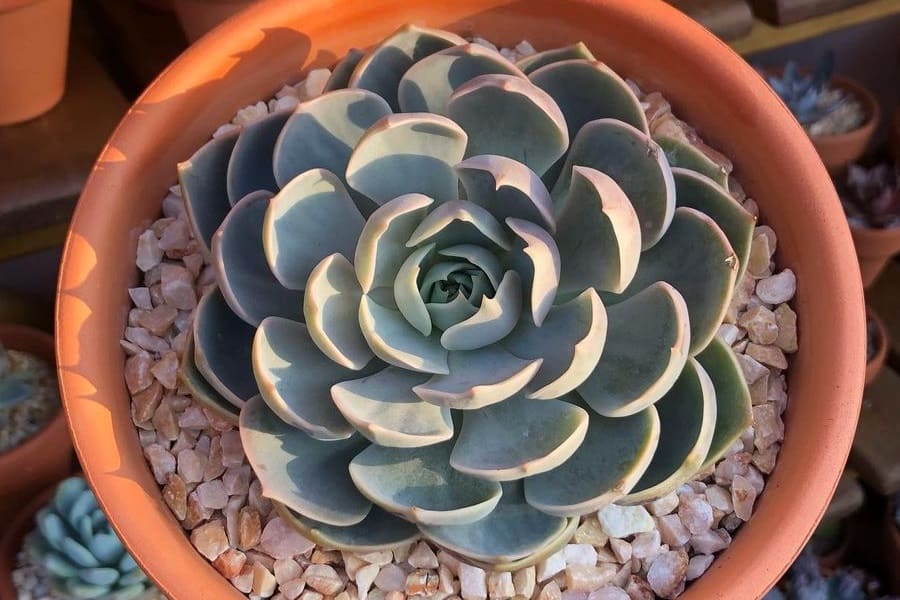 Echeveria Lotus