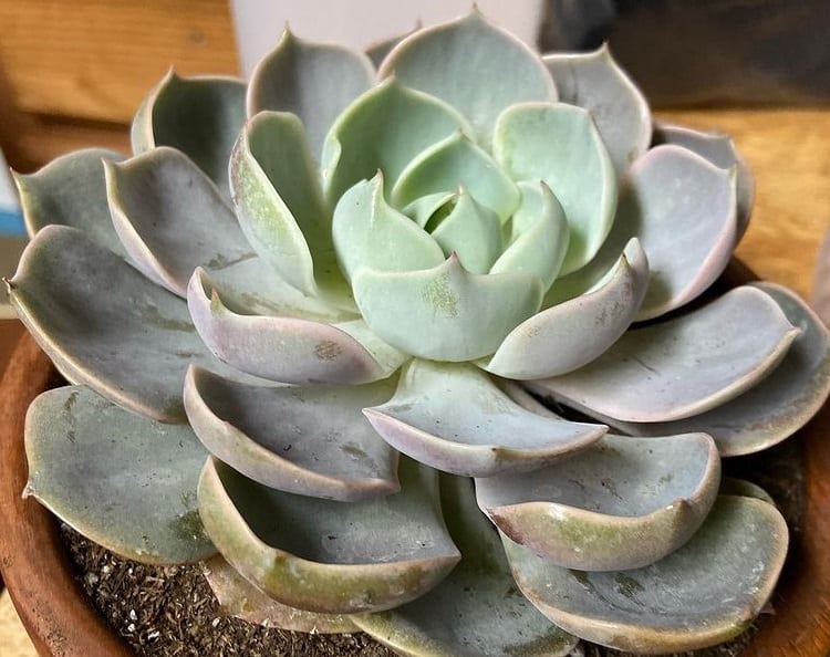 Echeveria Lotus