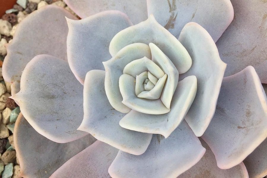 Echeveria Pollux