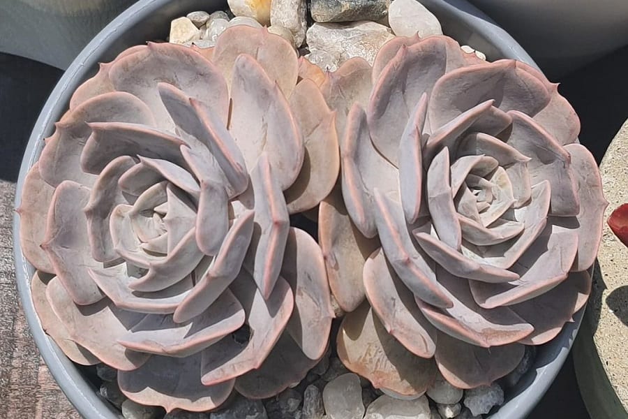 Echeveria Pollux
