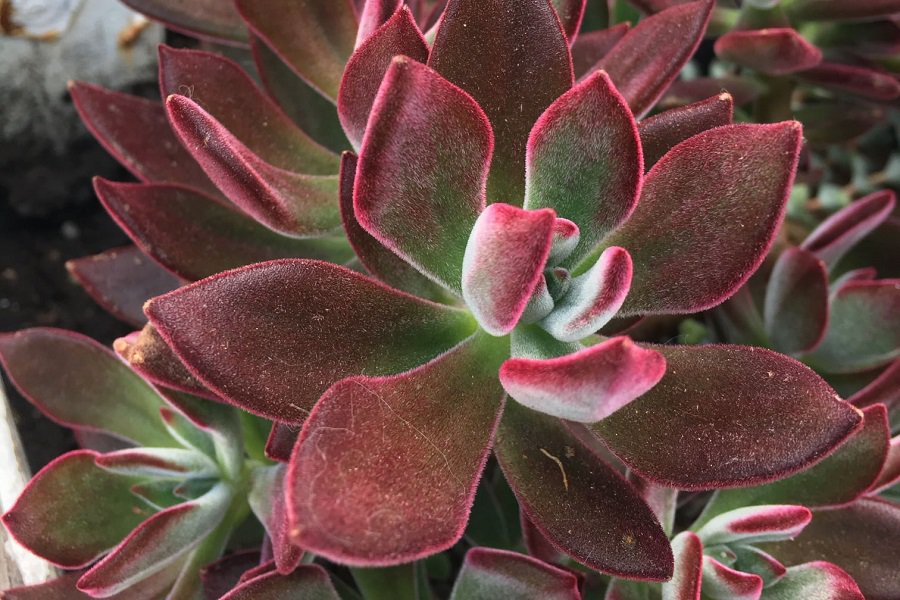 Echeveria Pulv-Oliver