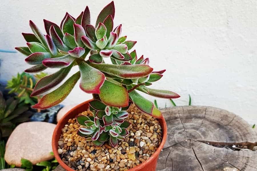 Echeveria Pulv-Oliver