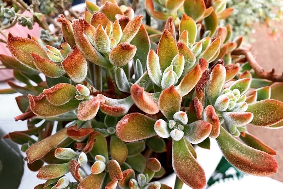 Echeveria Pulv-Oliver