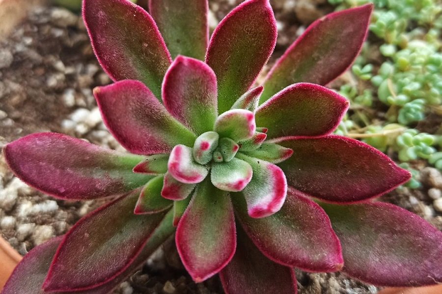 Echeveria Red Velvet