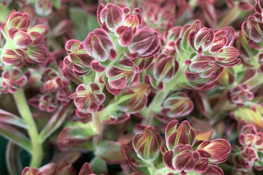 Echeveria Red Velvet