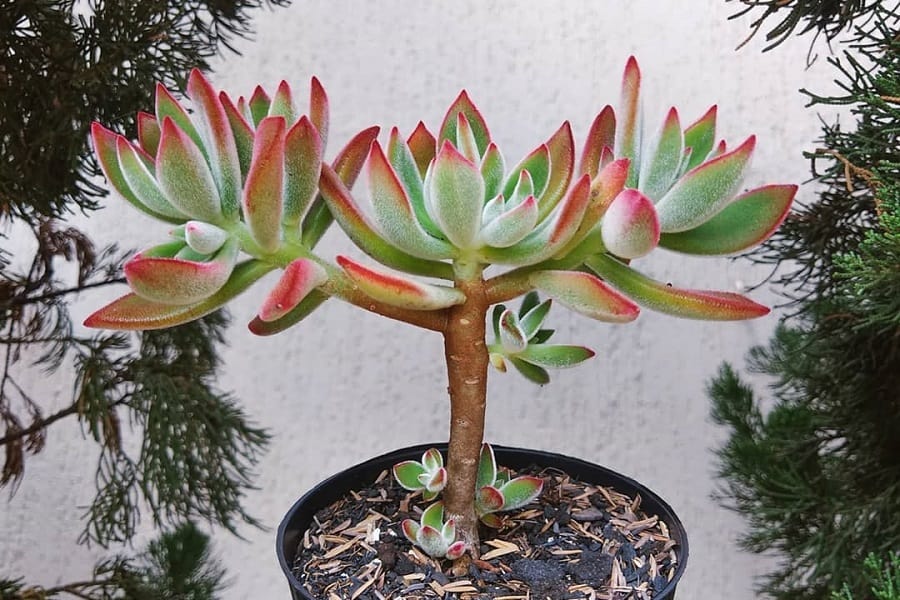 Echeveria Red Velvet