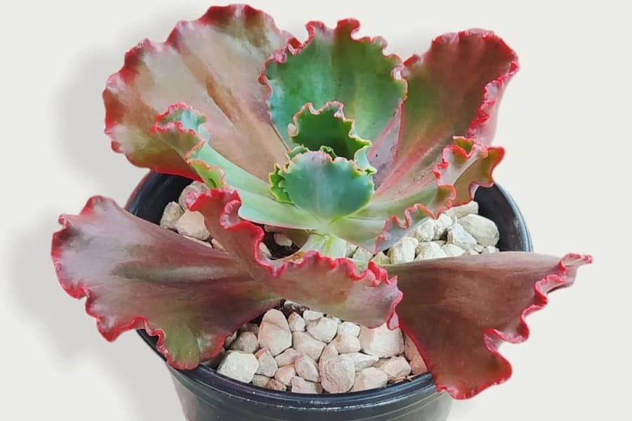 Echeveria Ruffles Red