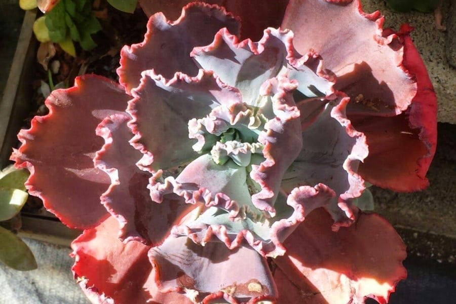 Echeveria Ruffles Red