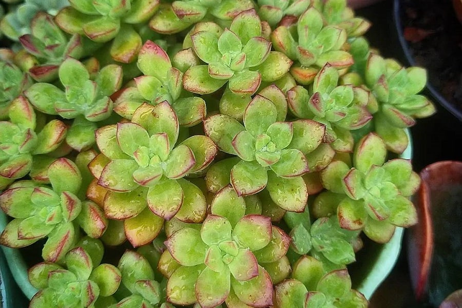echeveria macdougallii
