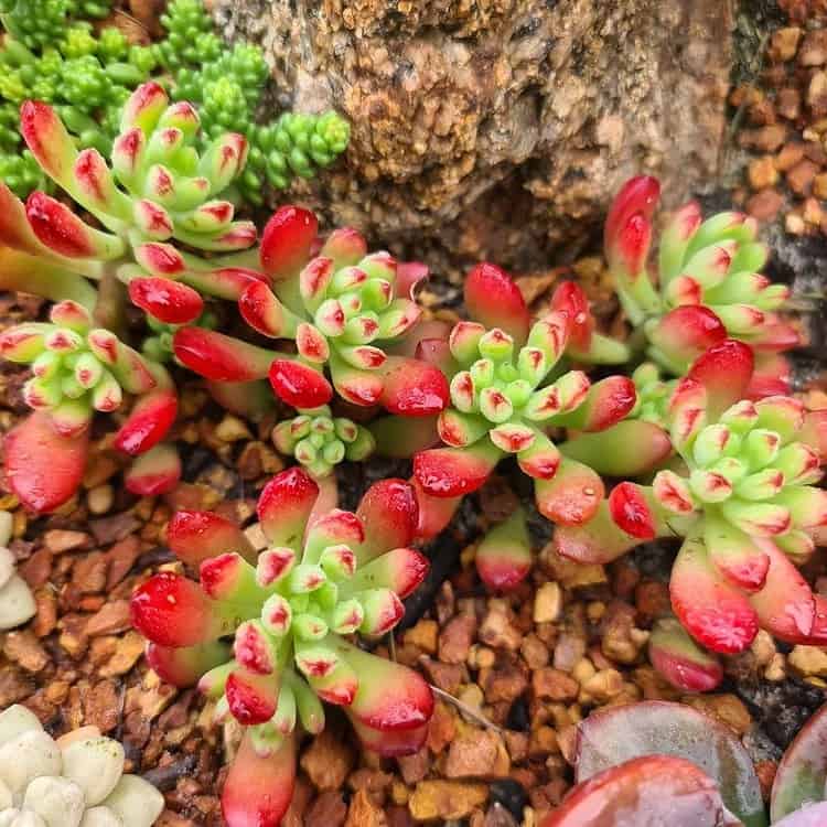 echeveria macdougallii