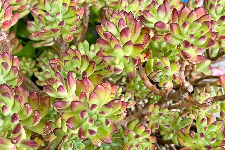 echeveria macdougallii