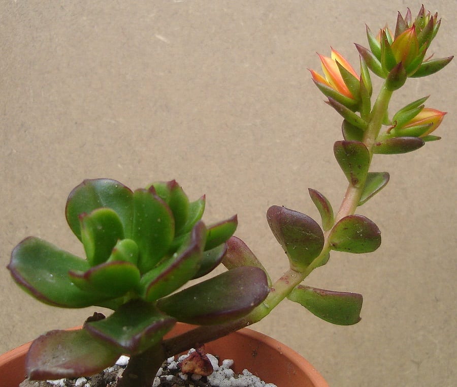 Echeveria multicaulis