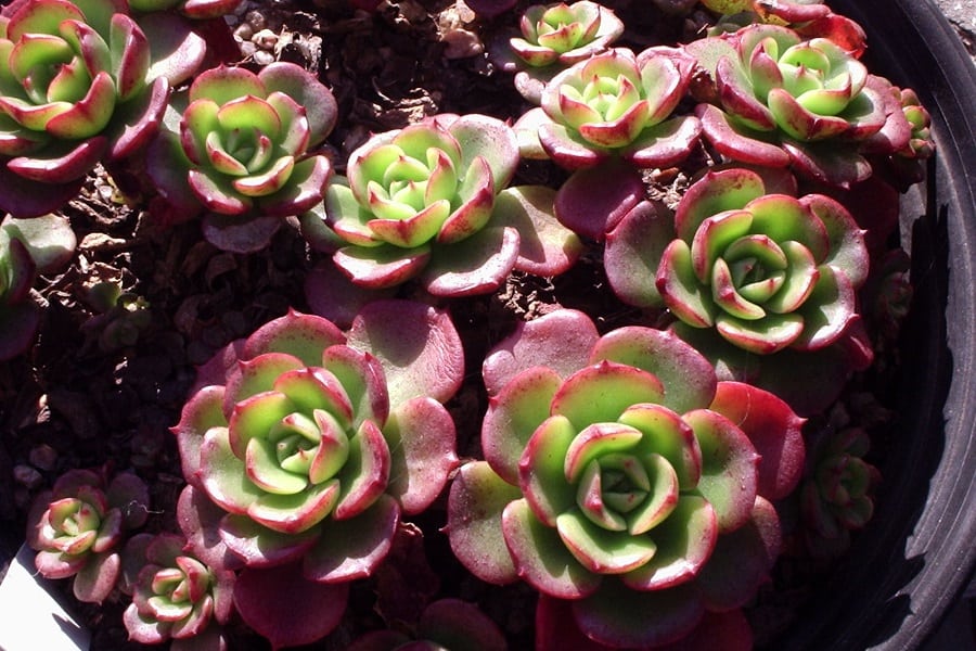 Echeveria multicaulis