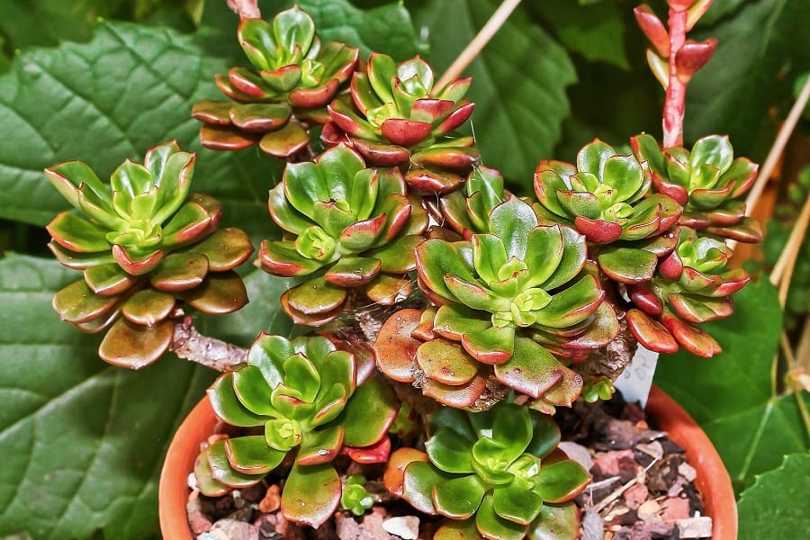 Echeveria multicaulis