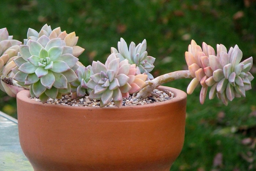 graptosedum ghosty