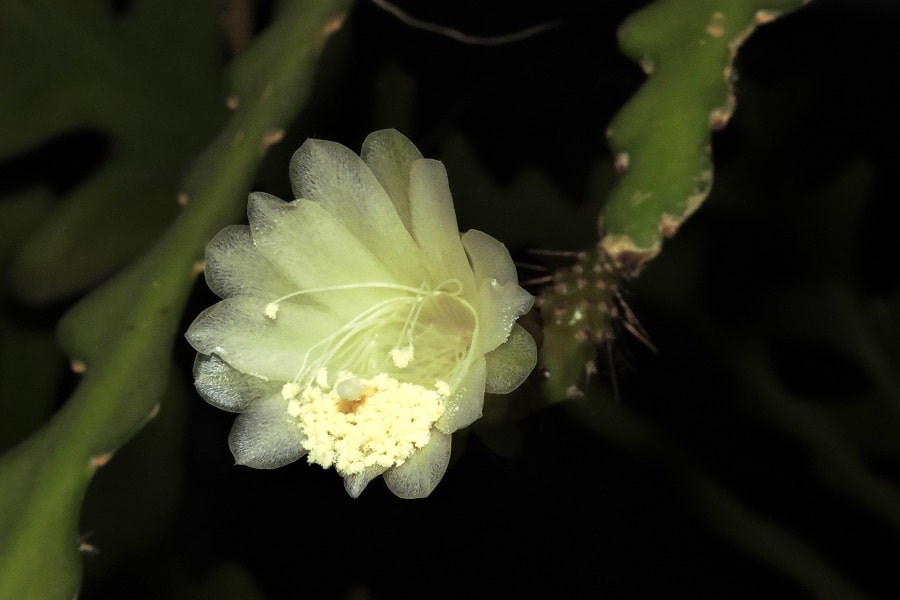 Weberocereus epiphytic cacti