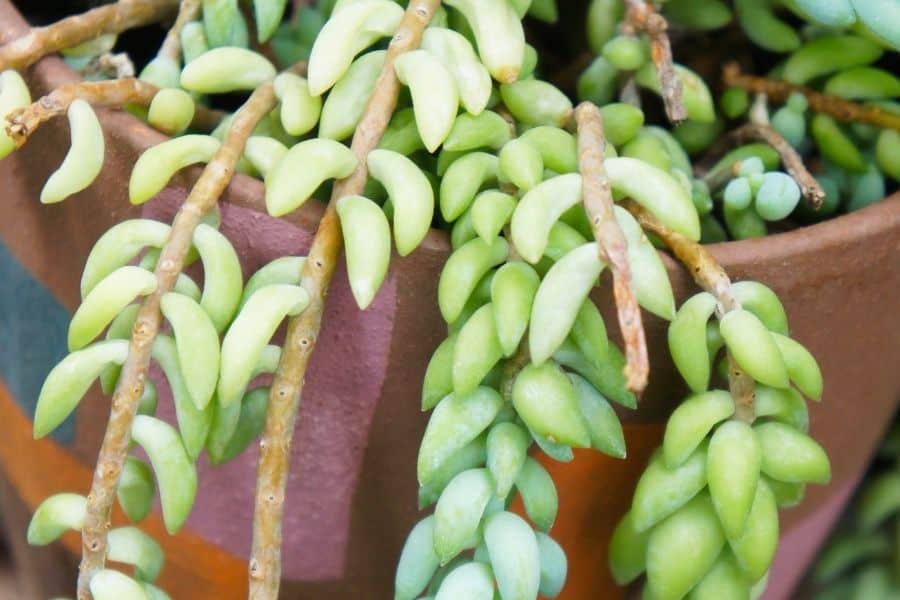 burro's tail leaves falling off
