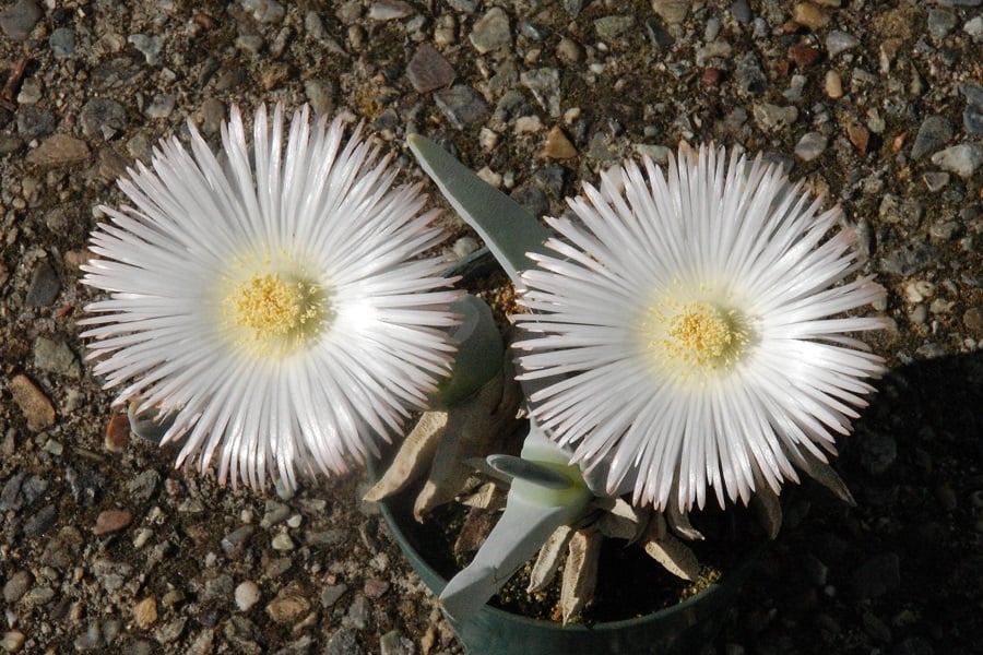 cheiridopsis denticulata