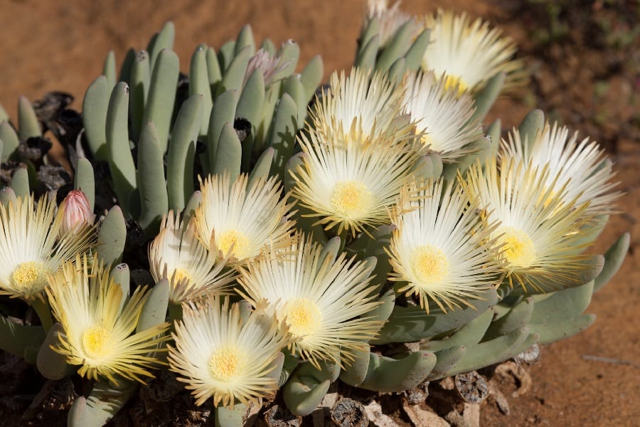 cheiridopsis denticulata