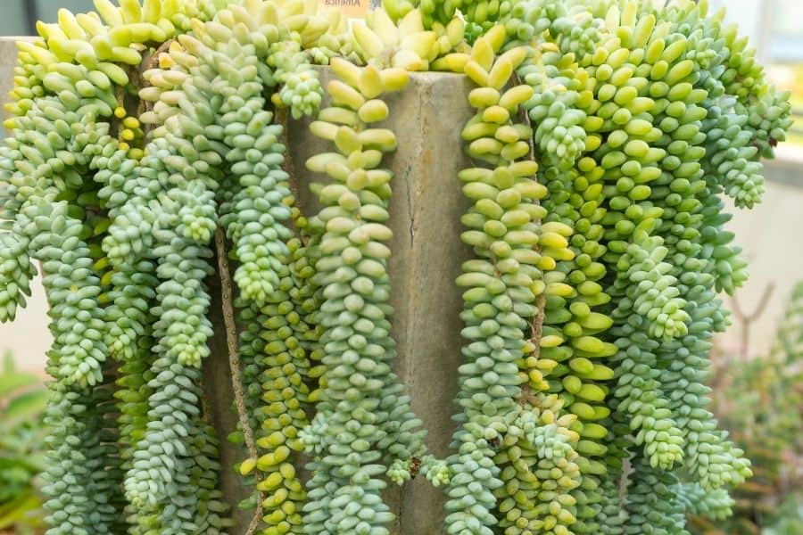 donkey tail plant turning yellow