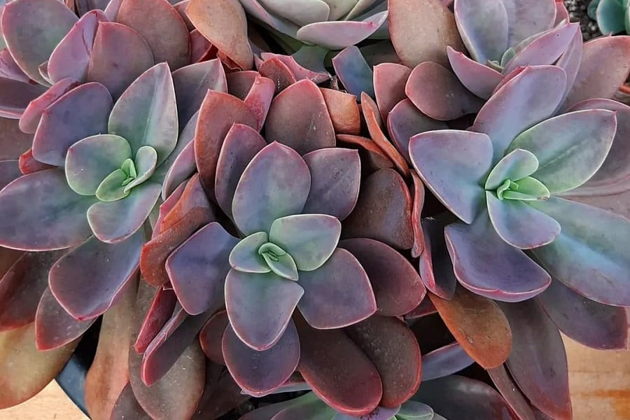 echeveria metallica