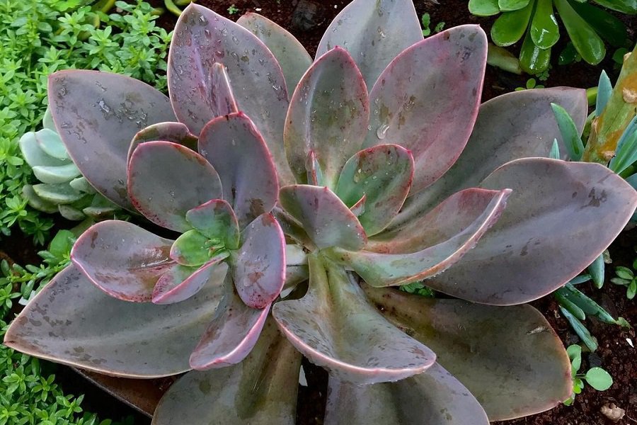 echeveria metallica