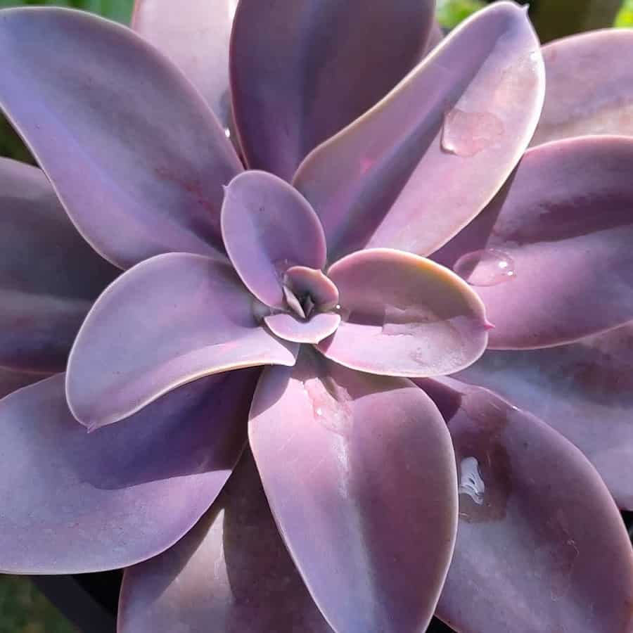 echeveria metallica