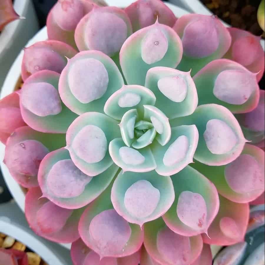 echeveria raindrops