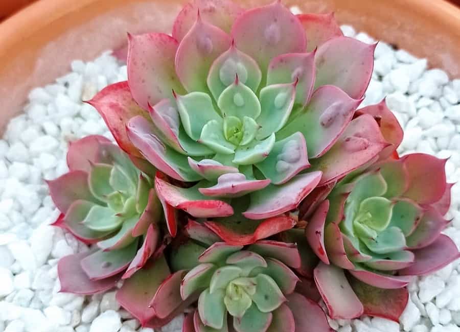 echeveria raindrops
