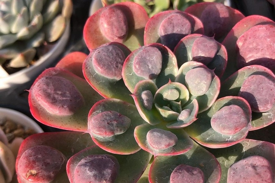 echeveria raindrops