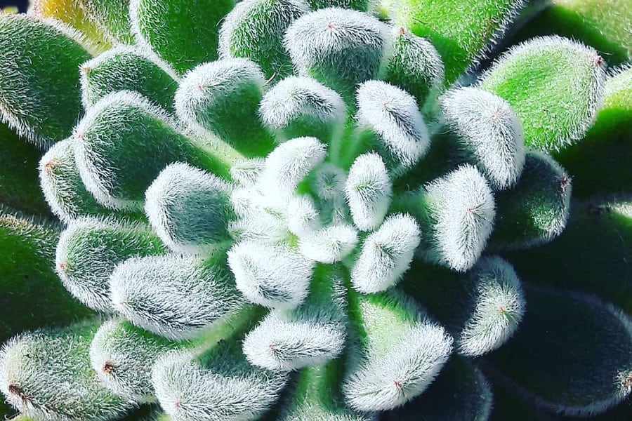 echeveria setosa