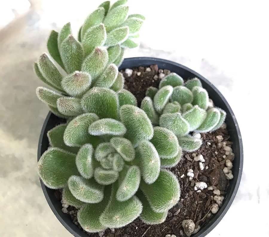 echeveria setosa
