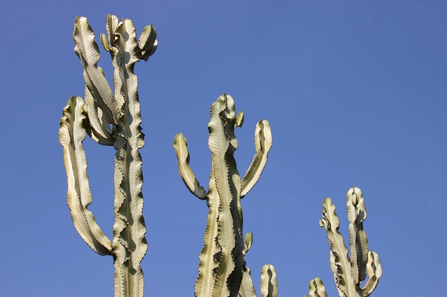 euphorbia ammak care