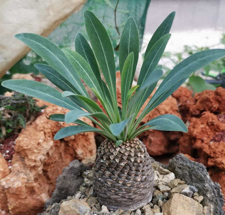 euphorbia bupleurifolia