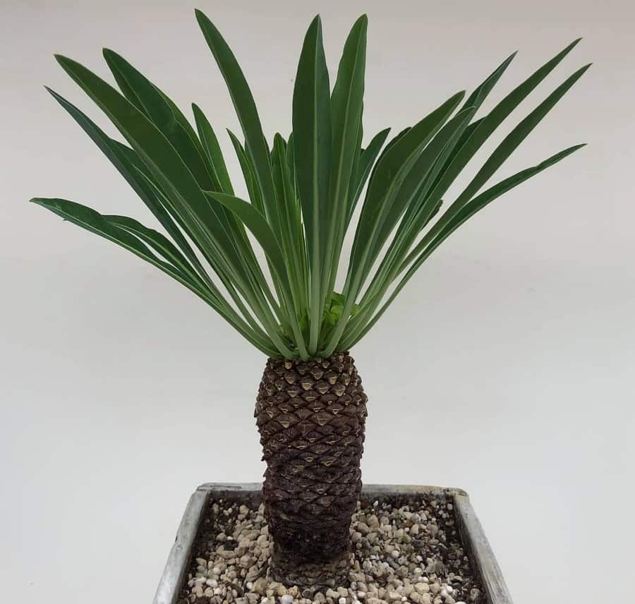 euphorbia bupleurifolia