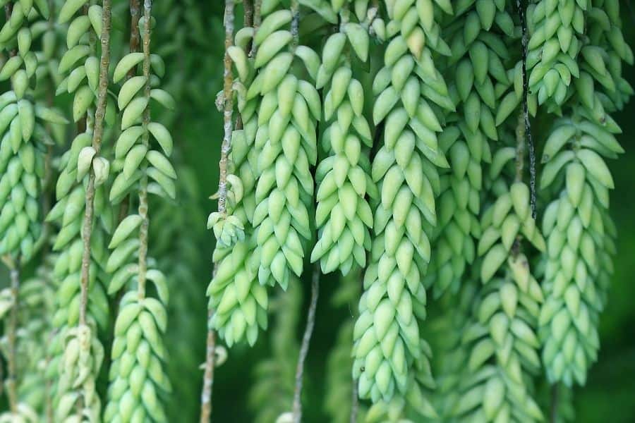 green donkey tail plant