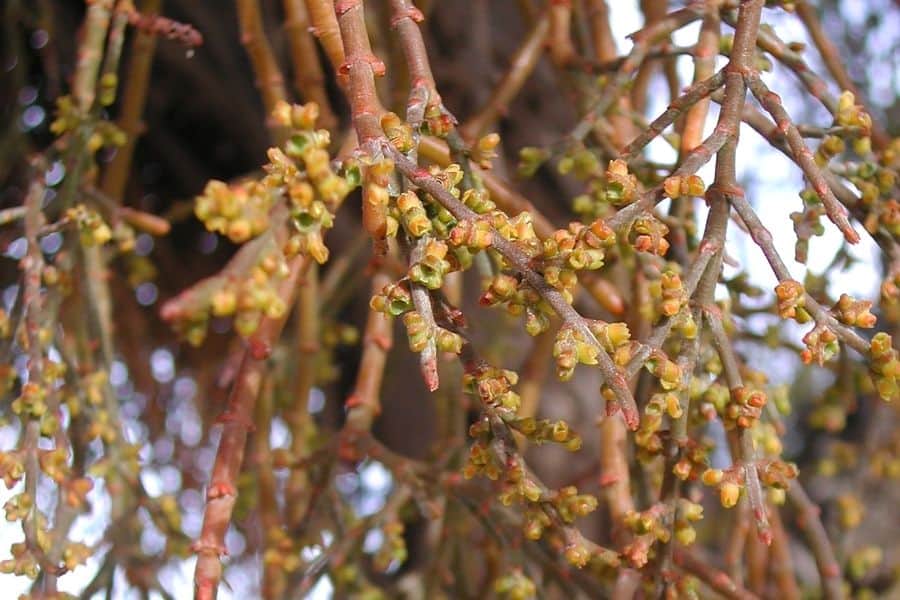 rhipsalis epiphytic cacti