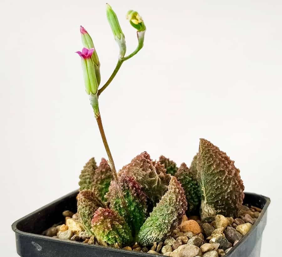 Adromischus herrei