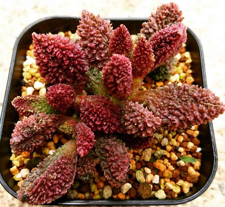 Adromischus herrei