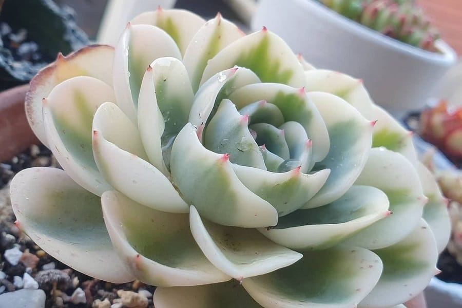 Echeveria Compton Carousel