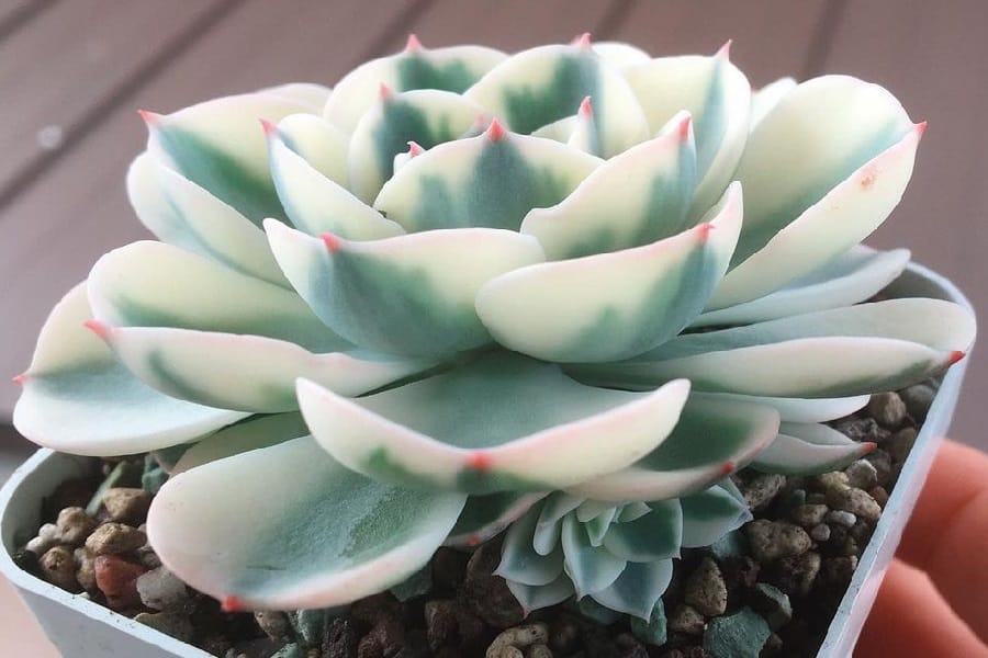 Echeveria Compton Carousel