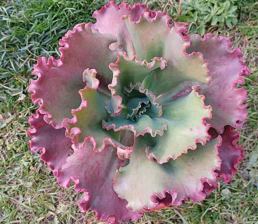 Echeveria First Lady