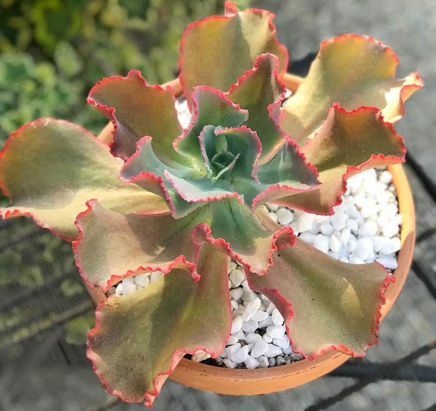 Echeveria First Lady