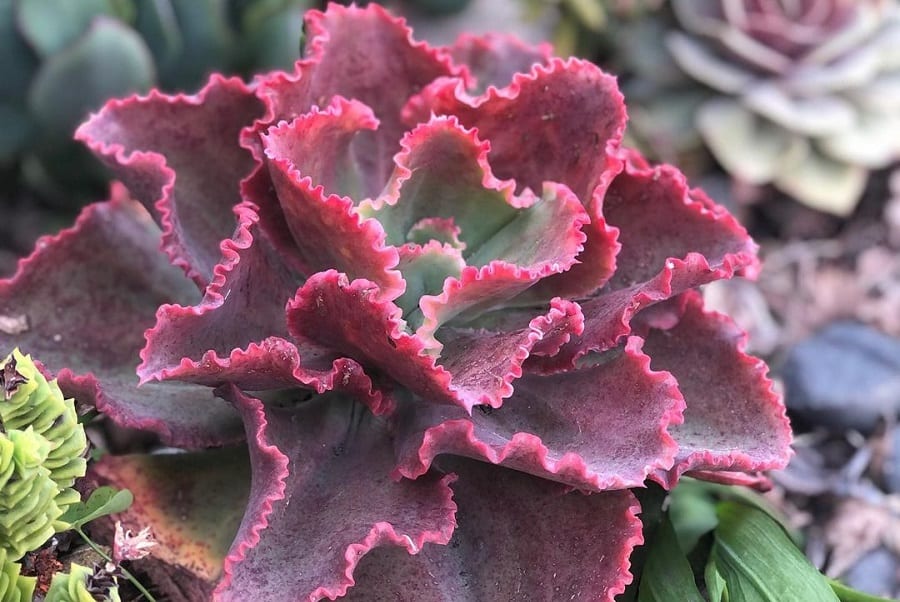 Echeveria First Lady