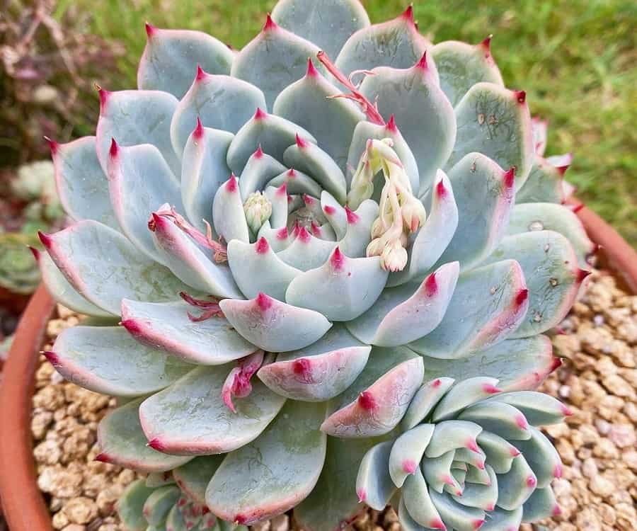 Echeveria chihuahuaensis